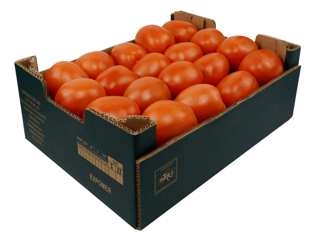 Plum tomato ExpoAguilas